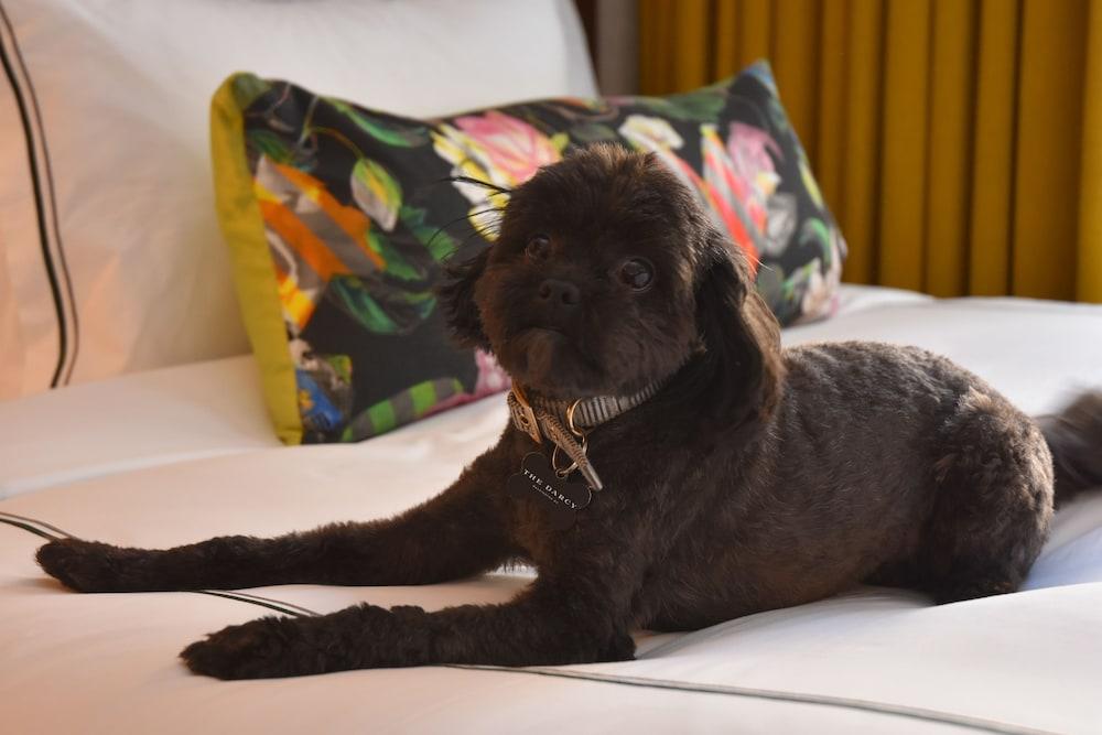The Darcy Hotel, Washington Dc Eksteriør billede